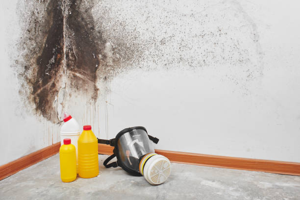 Best Mold Testing  in South Dos Palos, CA