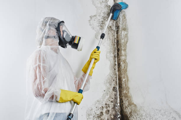 Best Fast Mold Removal  in South Dos Palos, CA