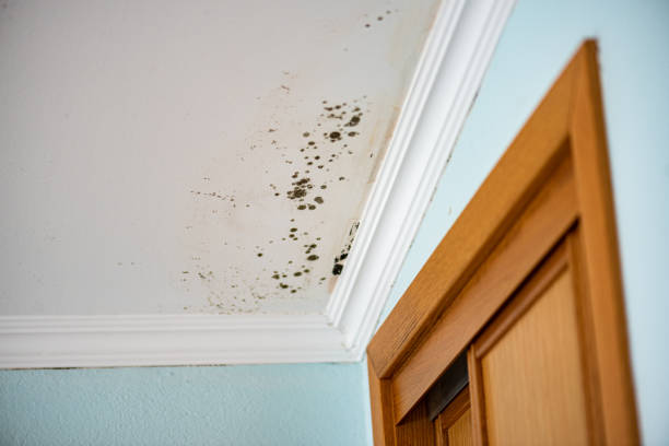 Best Mold Testing  in South Dos Palos, CA