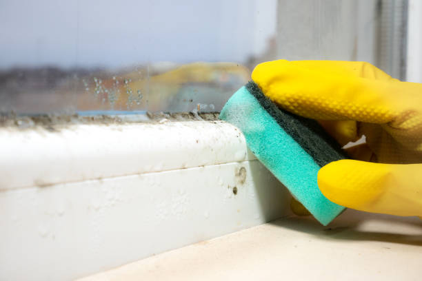 Best Same-Day Mold Removal  in South Dos Palos, CA