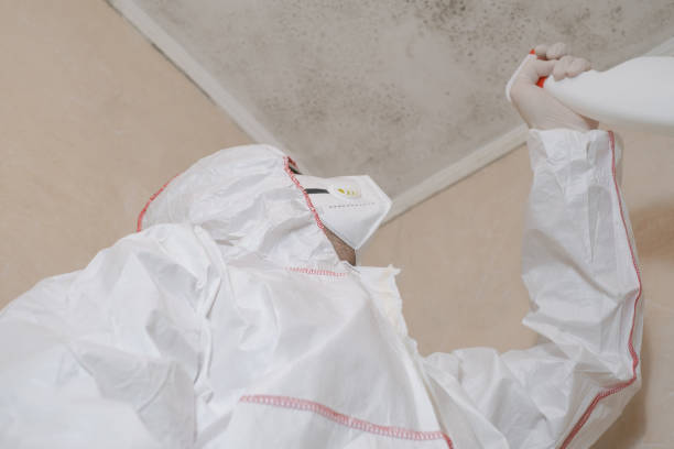 Best Best Mold Removal Companies  in South Dos Palos, CA