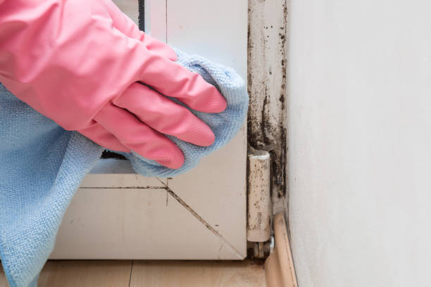 Best Mold Damage Repair  in South Dos Palos, CA
